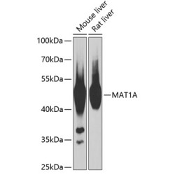 MAT1A Rabbit pAb
