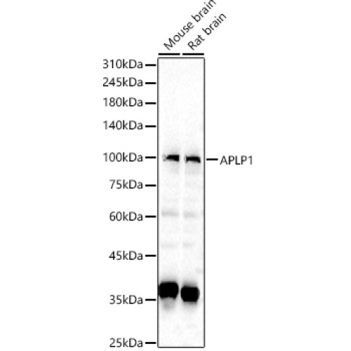 APLP1 Rabbit pAb