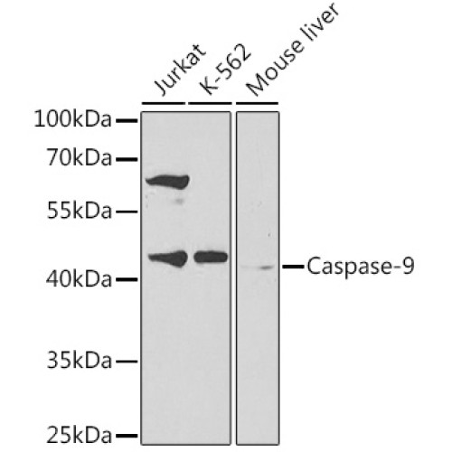 Caspase-9 Rabbit pAb