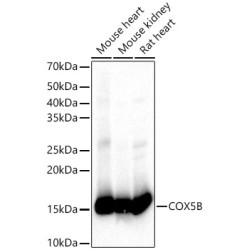 COX5B Rabbit pAb