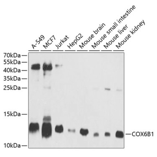 COX6B1 Rabbit pAb