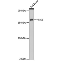 nNOS  Rabbit mAb