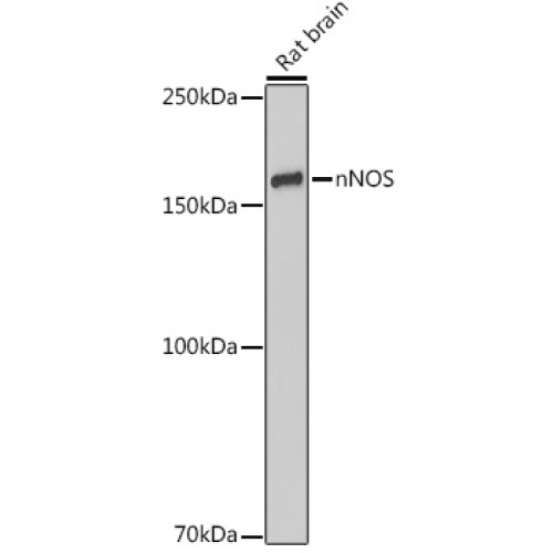 nNOS  Rabbit mAb