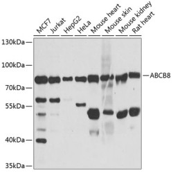 ABCB8 Rabbit pAb