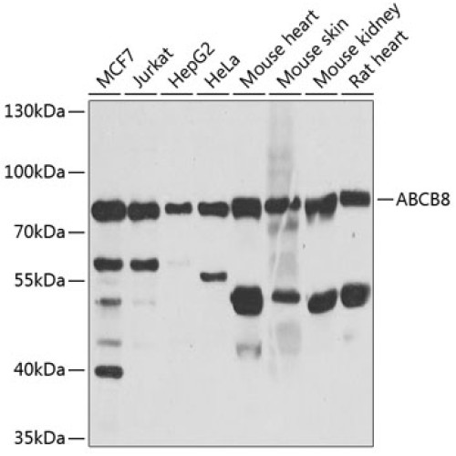 ABCB8 Rabbit pAb