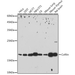 Cofilin Rabbit mAb