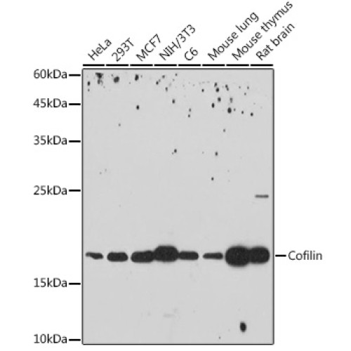 Cofilin Rabbit mAb