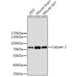 Calpain 2 Rabbit pAb