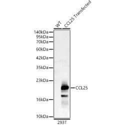CCL25 Rabbit pAb