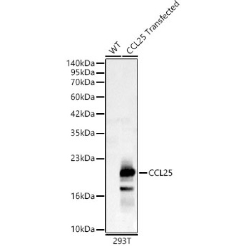 CCL25 Rabbit pAb