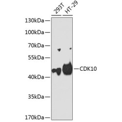 CDK10 Rabbit pAb