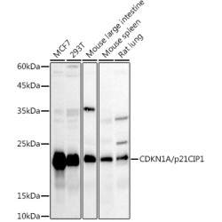 CDKN1A/p21CIP1 Rabbit pAb