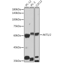 AKT1/2 Rabbit mAb