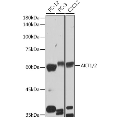AKT1/2 Rabbit mAb
