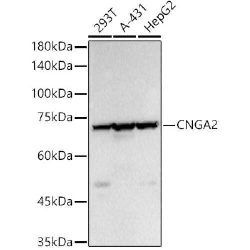 CNGA2 Rabbit pAb