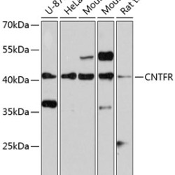CNTFR Rabbit pAb