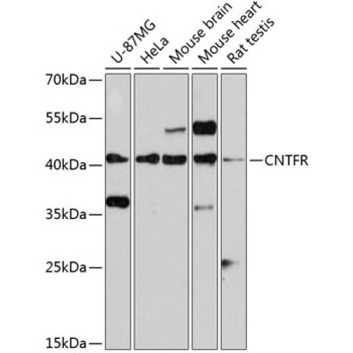 CNTFR Rabbit pAb