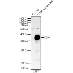 CDX4 Rabbit pAb
