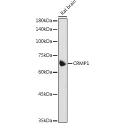 CRMP1 Rabbit pAb