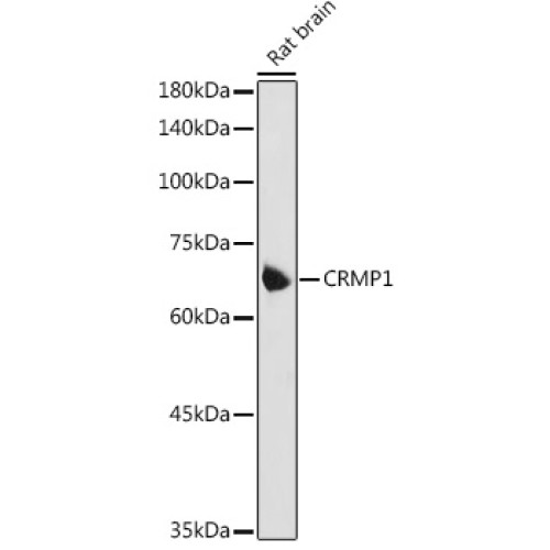 CRMP1 Rabbit pAb