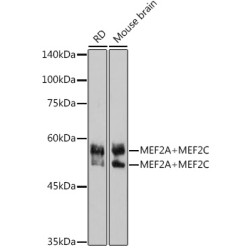 MEF2A+MEF2C Rabbit mAb