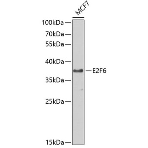 E2F6 Rabbit pAb