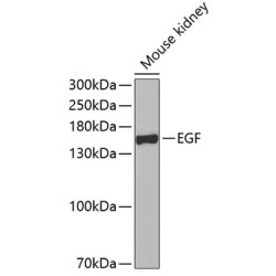 EGF Rabbit pAb