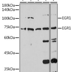 EGR1 Rabbit pAb