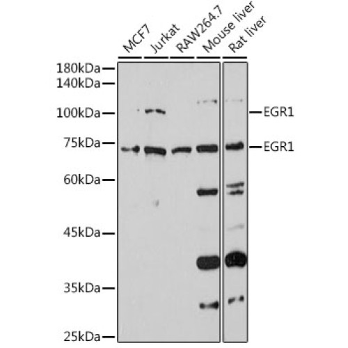 EGR1 Rabbit pAb