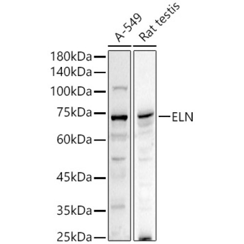 ELN Rabbit pAb