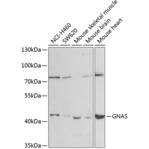 GNAS Rabbit pAb