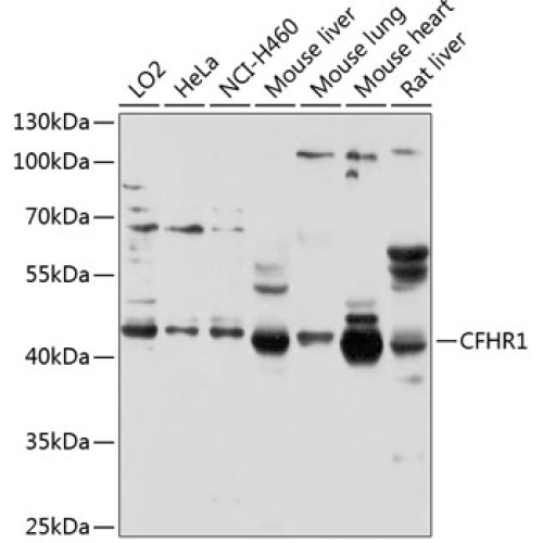 CFHR1 Rabbit pAb