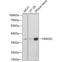 HMOX2 Rabbit pAb