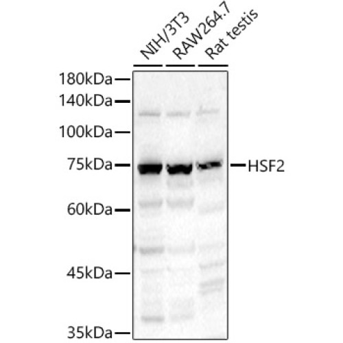 HSF2 Rabbit pAb