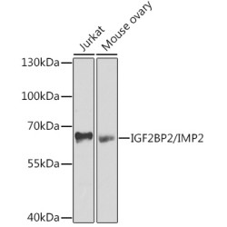 IGF2BP2/IMP2 Rabbit pAb