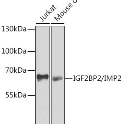 IGF2BP2/IMP2 Rabbit pAb