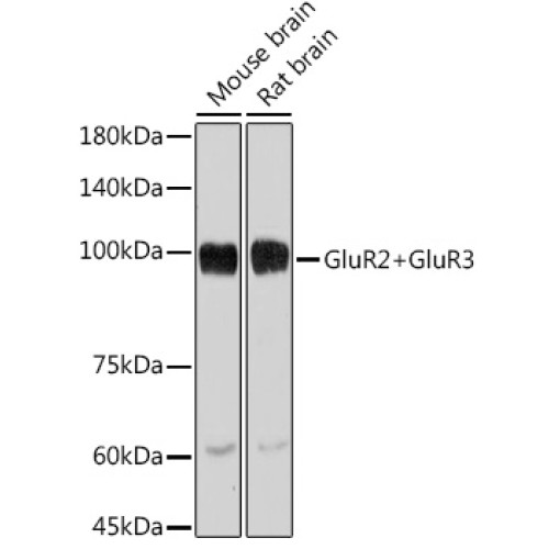 GluR2+GluR3 Rabbit mAb
