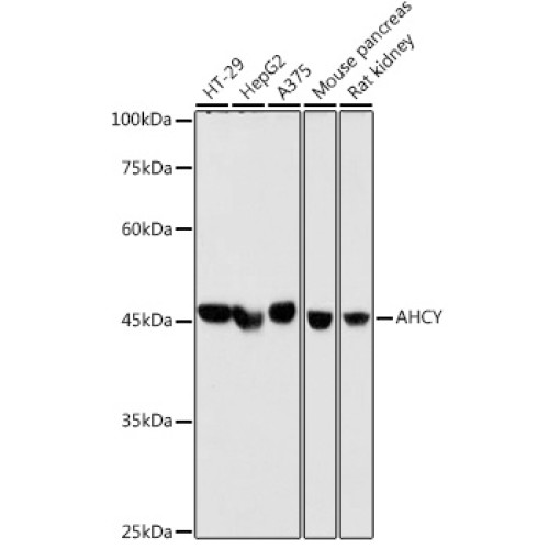 AHCY Rabbit mAb
