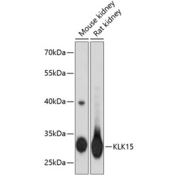 KLK15 Rabbit pAb