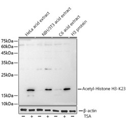 Acetyl-Histone H3-K23 Rabbit mAb