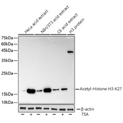 Acetyl-Histone H3-K27 Rabbit mAb