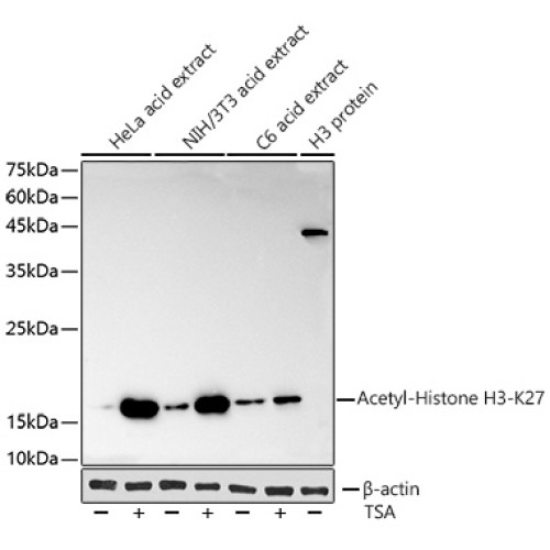 Acetyl-Histone H3-K27 Rabbit mAb