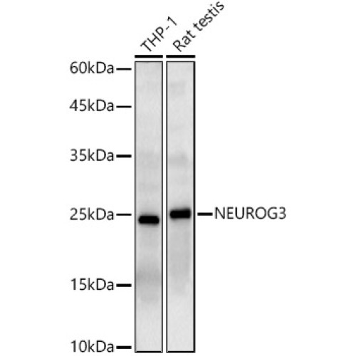 NEUROG3 Rabbit pAb