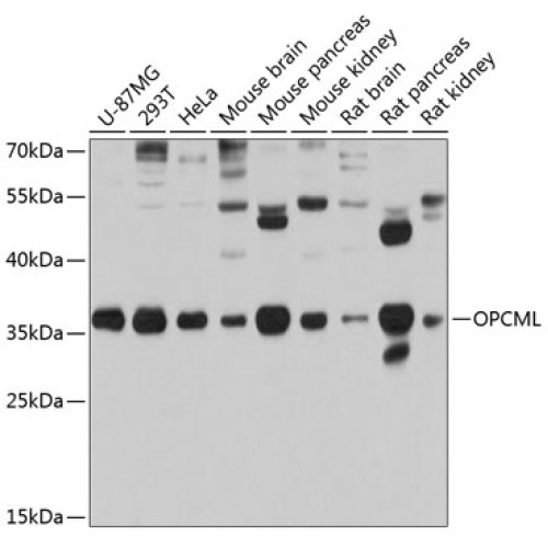 OPCML Rabbit pAb