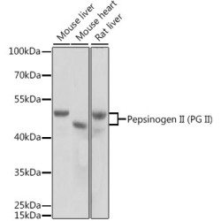 Pepsinogen II (PG II) Rabbit pAb