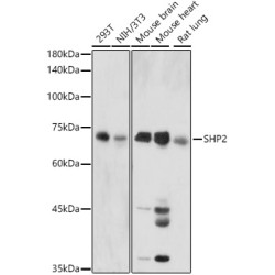 SHP2 Rabbit pAb
