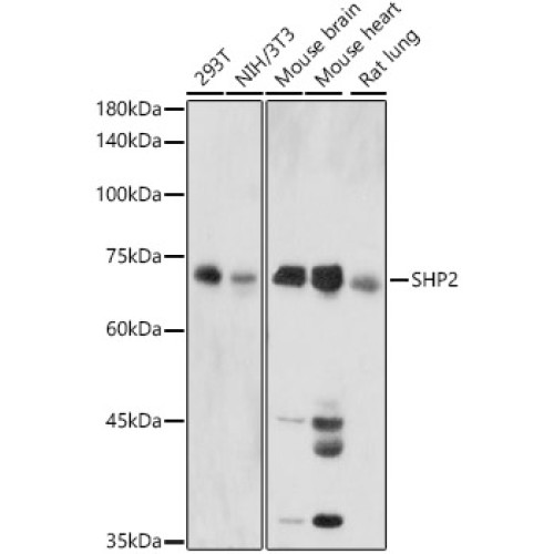 SHP2 Rabbit pAb