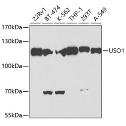 USO1 Rabbit pAb