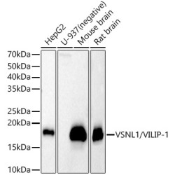 VSNL1/VILIP-1 Rabbit pAb