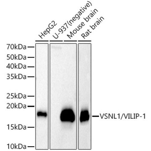 VSNL1/VILIP-1 Rabbit pAb